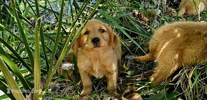 Roman – Golden Retriever puppy for sale in Tujunga, CA
