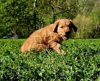 Roman 3, a male Golden Retriever for sale in Tujunga, CA – Photo 9 of 10