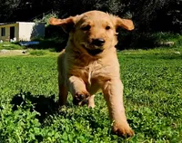 Roman 3, a male Golden Retriever for sale in Tujunga, CA – Photo 7 of 10