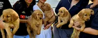 Ariel, a female Golden Retriever for sale in Tujunga, CA – 7 of 10