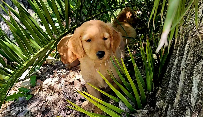 Roman 2 – Golden Retriever puppy for sale in Tujunga, CA