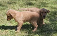 Ariel, a female Golden Retriever for sale in Tujunga, CA – 10 of 10