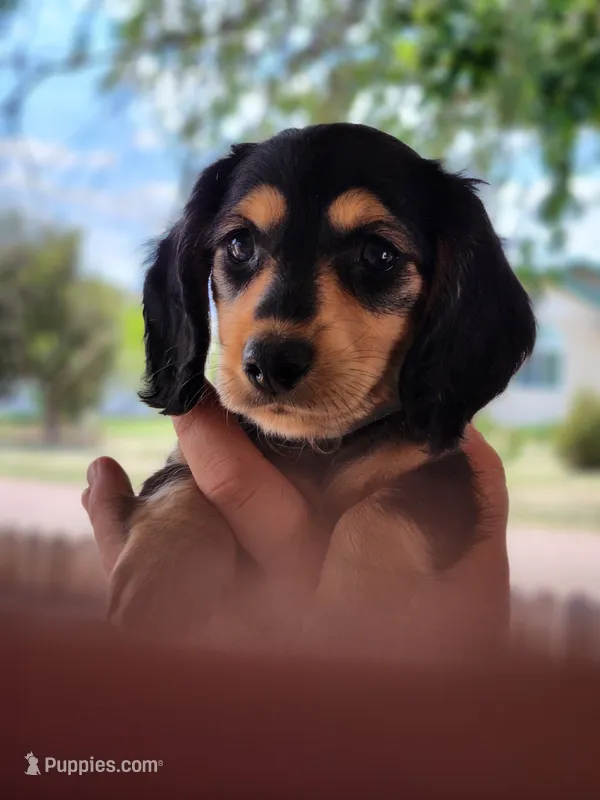 Dallas, a male Miniature Dachshund for sale in Penrose, CO – 1 of 5