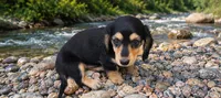Dallas, a male Miniature Dachshund for sale in Penrose, CO – 2 of 5