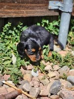April, a female Miniature Dachshund for sale in Penrose, CO – Photo 6 of 8