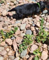 April, a female Miniature Dachshund for sale in Penrose, CO – Photo 3 of 8