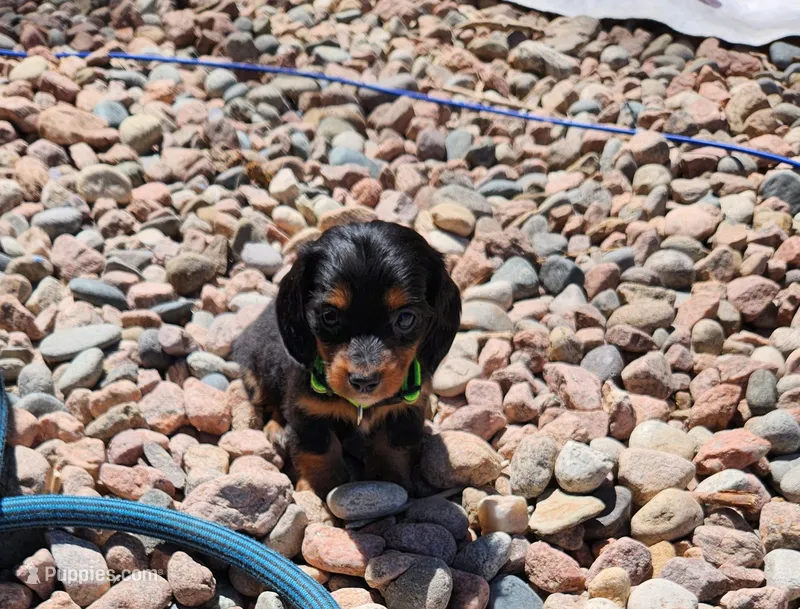 April – Miniature Dachshund puppy for sale in Penrose, CO