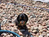 April, a female Miniature Dachshund for sale in Penrose, CO – Photo 1 of 8