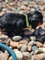 April, a female Miniature Dachshund for sale in Penrose, CO – Photo 7 of 8