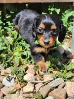 April, a female Miniature Dachshund for sale in Penrose, CO – Photo 2 of 8