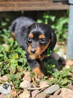 April, a female Miniature Dachshund for sale in Penrose, CO – Photo 5 of 8