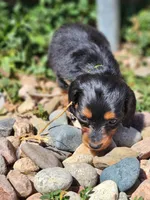 April, a female Miniature Dachshund for sale in Penrose, CO – Photo 8 of 8