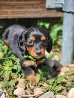 April, a female Miniature Dachshund for sale in Penrose, CO – Photo 4 of 8