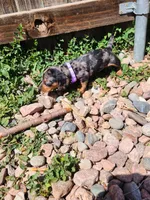 Georgia, a female Miniature Dachshund for sale in Penrose, CO – Photo 6 of 7
