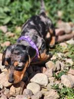 Georgia, a female Miniature Dachshund for sale in Penrose, CO – Photo 2 of 7