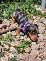 Georgia, a female Miniature Dachshund for sale in Penrose, CO – Photo 7 of 7
