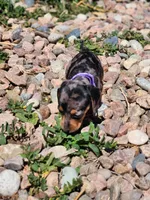 Georgia, a female Miniature Dachshund for sale in Penrose, CO – Photo 4 of 7