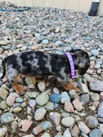 Georgia, a female Miniature Dachshund for sale in Penrose, CO – Photo 5 of 7