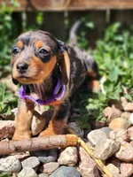 Georgia, a female Miniature Dachshund for sale in Penrose, CO – Photo 1 of 7
