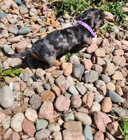 Georgia, a female Miniature Dachshund for sale in Penrose, CO – Photo 3 of 7
