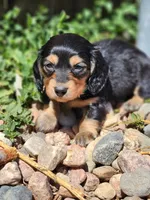 Dallas, a male Miniature Dachshund for sale in Penrose, CO – Photo 5 of 6