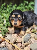 Dallas, a male Miniature Dachshund for sale in Penrose, CO – Photo 6 of 6