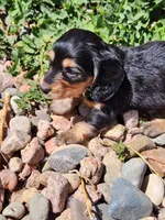 Dallas, a male Miniature Dachshund for sale in Penrose, CO – Photo 4 of 6