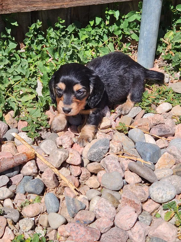 Dallas – Miniature Dachshund puppy for sale in Penrose, CO