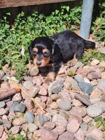 Dallas, a male Miniature Dachshund for sale in Penrose, CO – Photo 1 of 6
