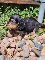Dallas, a male Miniature Dachshund for sale in Penrose, CO – Photo 3 of 6