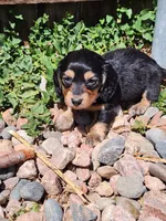 Dallas, a male Miniature Dachshund for sale in Penrose, CO – Photo 2 of 6