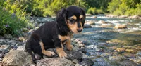 Dallas, a male Miniature Dachshund for sale in Penrose, CO – 4 of 5