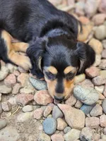 Dallas, a male Miniature Dachshund for sale in Penrose, CO – 5 of 5
