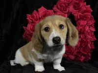 Sophie -AKC, a female Miniature Dachshund for sale in Plymouth, IN – Photo 1 of 6