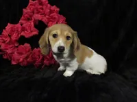 Sophie -AKC, a female Miniature Dachshund for sale in Plymouth, IN – Photo 2 of 6