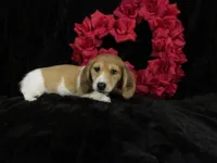 Sophie -AKC, a female Miniature Dachshund for sale in Plymouth, IN – Photo 3 of 6