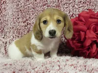 Sophie -AKC, a female Miniature Dachshund for sale in Plymouth, IN – Photo 4 of 6