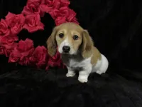 Sophie -AKC, a female Miniature Dachshund for sale in Plymouth, IN – Photo 6 of 6