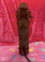 Red girl, a female Miniature Dachshund for sale in White Oak, GA – 3 of 4