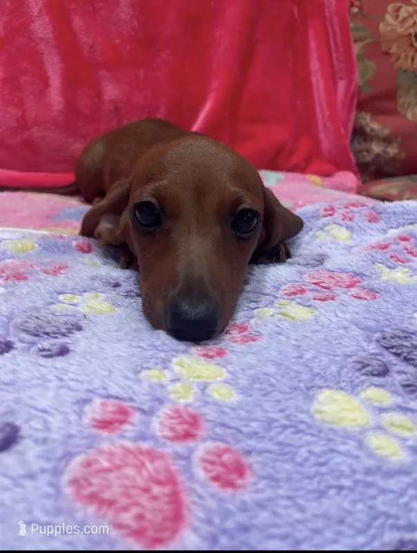 Red girl – Miniature Dachshund puppy for sale in White Oak, GA