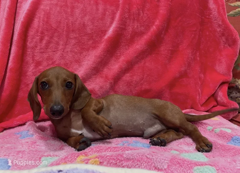 Red Boy – Miniature Dachshund puppy for sale in White Oak, GA