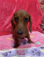 Red Boy, a male Miniature Dachshund for sale in White Oak, GA – 2 of 2
