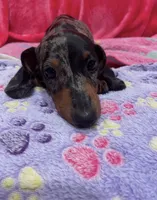 Male Dapple, a male Miniature Dachshund for sale in White Oak, GA – 2 of 3