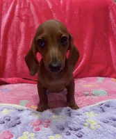 Red girl, a female Miniature Dachshund for sale in White Oak, GA – 4 of 4