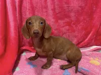 Dapple Girl, a female Miniature Dachshund for sale in White Oak, GA – 2 of 4