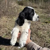 May, a female English Springer Spaniel for sale in White Oak, GA – Photo 3 of 6