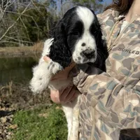 May, a female English Springer Spaniel for sale in White Oak, GA – Photo 6 of 6