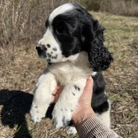 May, a female English Springer Spaniel for sale in White Oak, GA – Photo 2 of 6