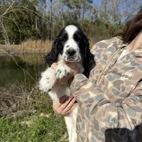 May, a female English Springer Spaniel for sale in White Oak, GA – Photo 1 of 6
