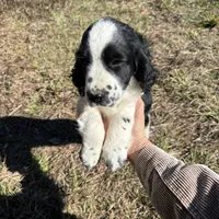 May, a female English Springer Spaniel for sale in White Oak, GA – Photo 4 of 6